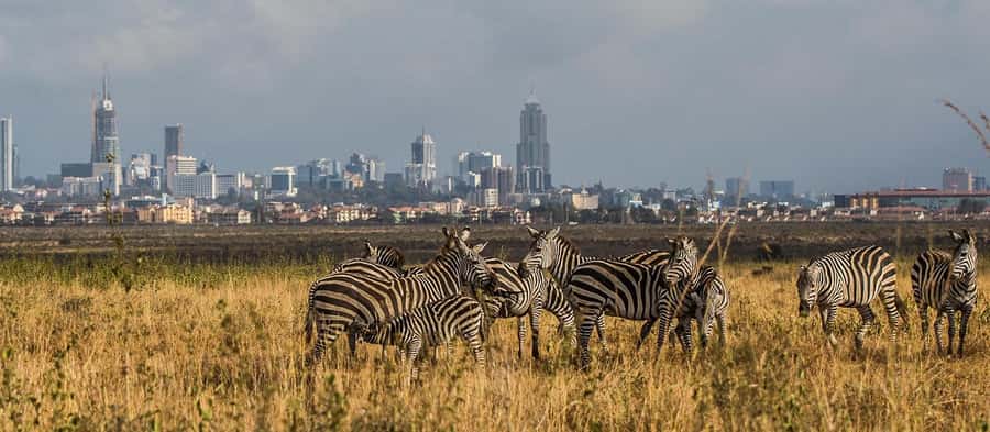 5 Hours Nairobi National Park Game Drive Tour 4x4 Open Roof - The guide can shape the whole morning