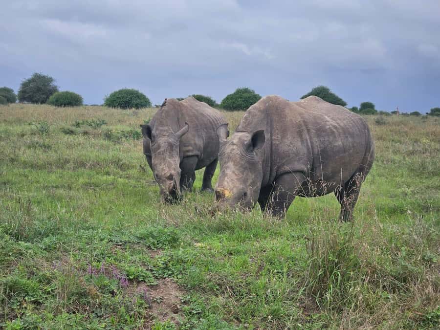 5 Hours Nairobi National Park Game Drive Tour 4x4 Open Roof - Airport drop-off can help with tight schedules