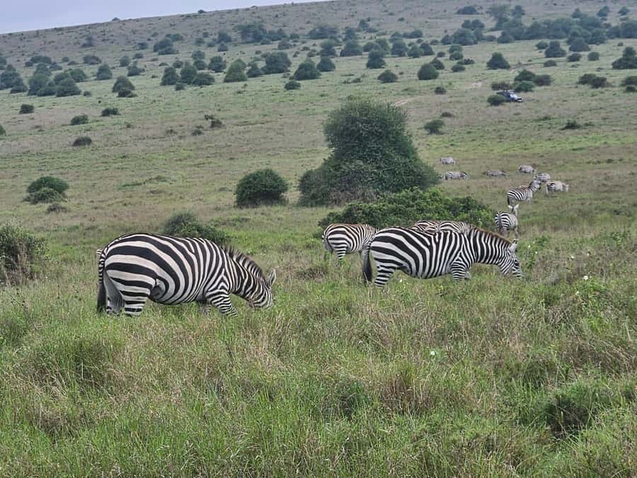 5 Hours Nairobi National Park Game Drive Tour 4x4 Open Roof - Who should choose this safari