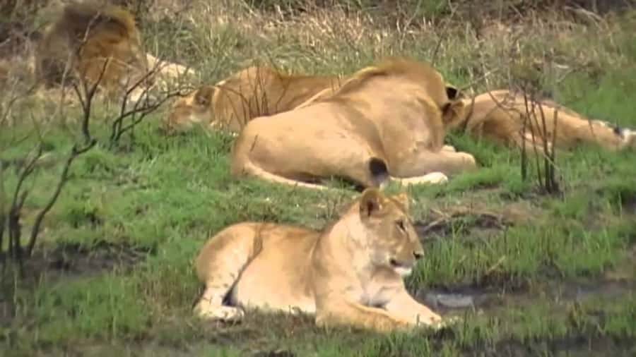 5 Hours Nairobi National Park Game Drive Tour 4x4 Open Roof - The early hotel pickup and 4x4 ride