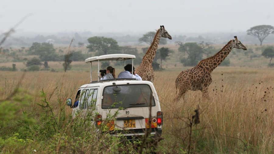 5Hrs Nairobi National Park MorningEvening Gamedrive 4x4 Van - Why Nairobi National Park is such an unusual safari