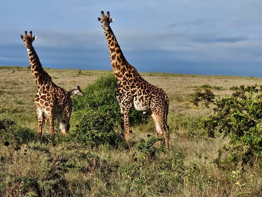 5Hrs Nairobi National Park MorningEvening Gamedrive 4x4 Van - The price: $80 plus the park entry fee