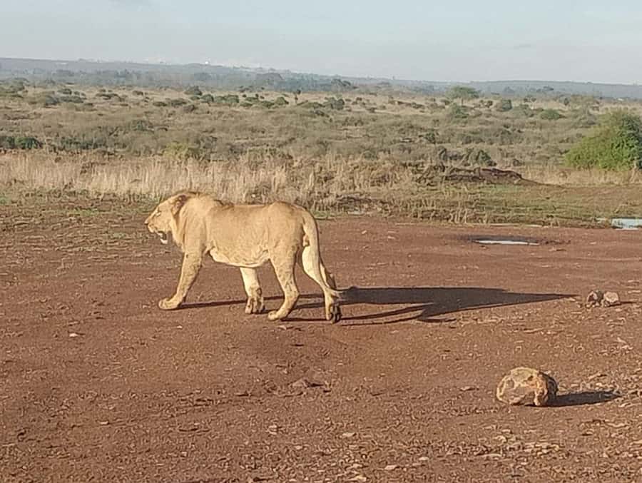 5Hrs Nairobi National Park MorningEvening Gamedrive 4x4 Van - What the strongest parts of the experience are