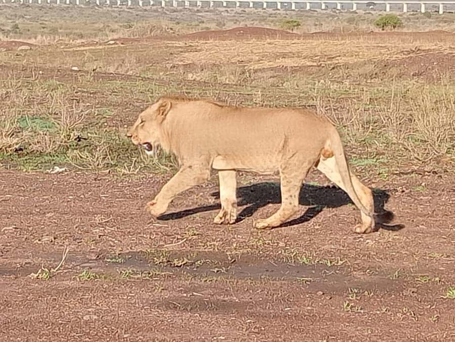 5Hrs Nairobi National Park MorningEvening Gamedrive 4x4 Van - Who should book this Nairobi National Park trip?