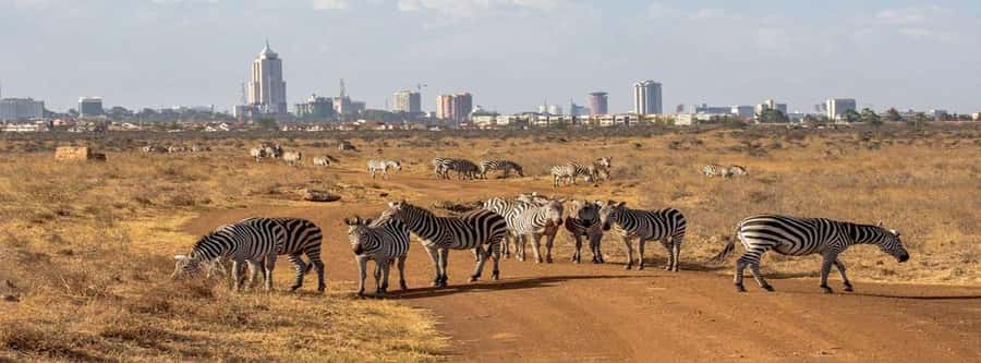 5Hrs Nairobi National Park MorningEvening Gamedrive 4x4 Van - Should you book it?