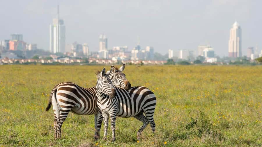 5Hrs Nairobi National Park MorningEvening Gamedrive 4x4 Van - The four-hour game drive and what you may see