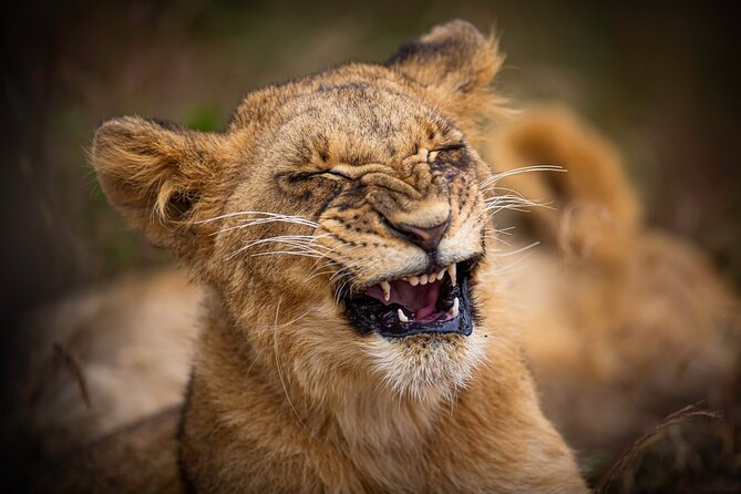5Hrs Nairobi National Park MorningEvening gamedrive 4x4 vehicle - Why Nairobi National Park works for a short safari
