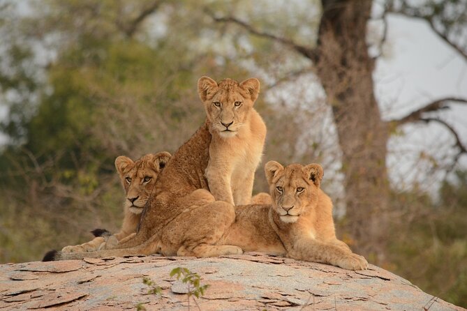 5Hrs Nairobi National Park MorningEvening gamedrive 4x4 vehicle - What $40 really gets you