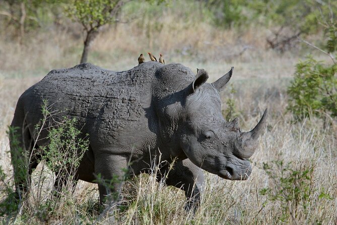 5Hrs Nairobi National Park MorningEvening gamedrive 4x4 vehicle - Who will enjoy this safari most