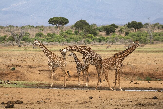 5Hrs Nairobi National Park MorningEvening gamedrive 4x4 vehicle - Early morning timing and animal sightings