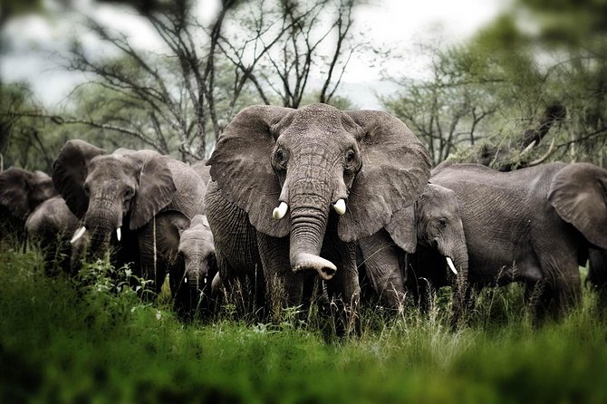 6 days 5 nights safari Ngorongoro, Serengeti and Tarangire National Parks - Day 3: Through Ngorongoro to the Serengeti