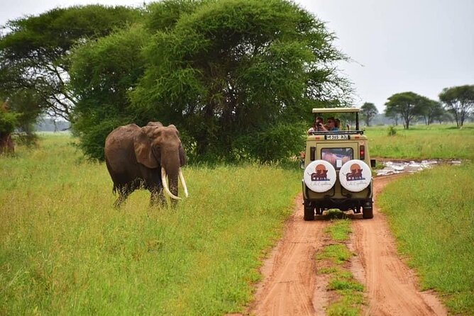 6 days 5 nights safari Ngorongoro, Serengeti and Tarangire National Parks - Day 4: Two Serengeti game-drive periods