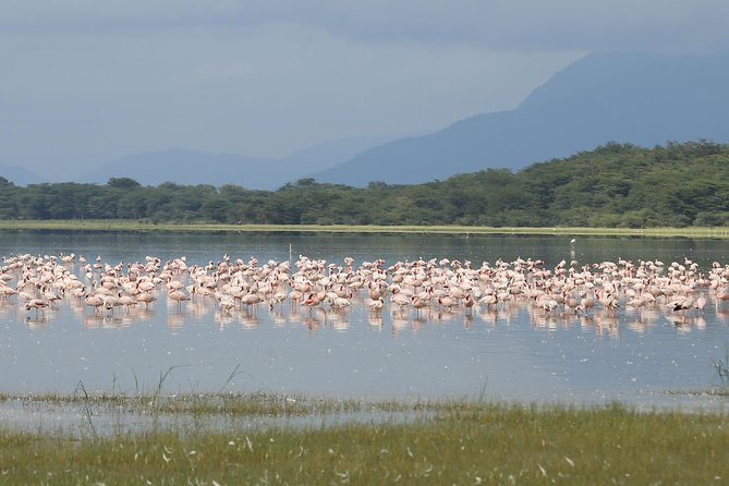 6 days 5 nights safari Ngorongoro, Serengeti and Tarangire National Parks - Day 5: Another Serengeti morning, then toward Ngorongoro