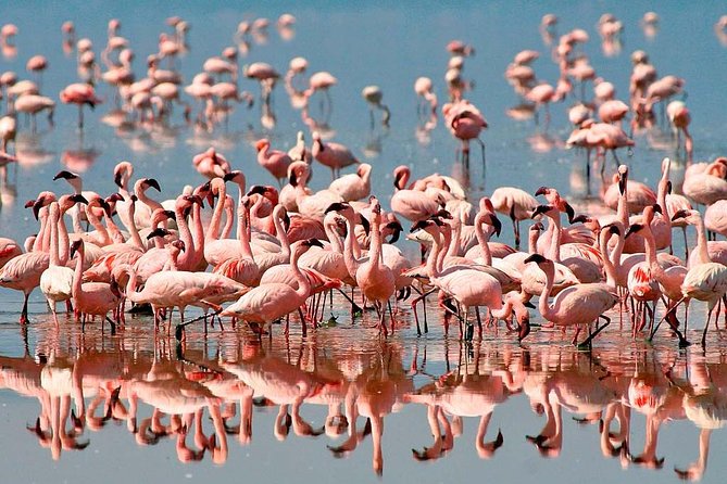 6 days 5 nights safari Ngorongoro, Serengeti and Tarangire National Parks - Day 1: Kilimanjaro Airport to Arusha