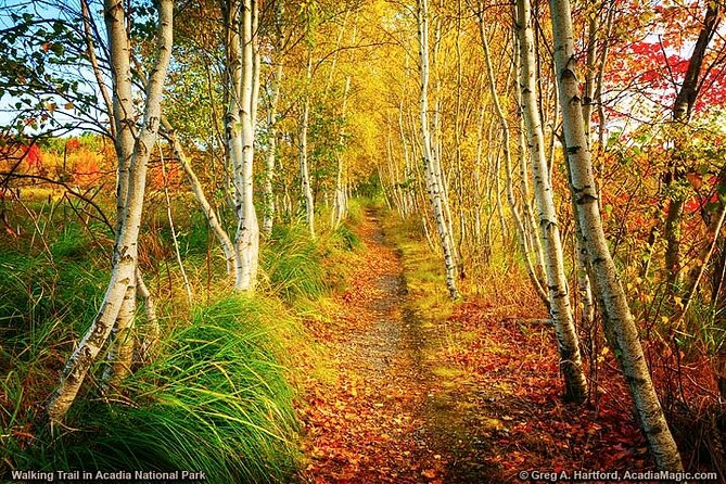 6 Hour: Premiere & Private Acadia National Park with Lobster Pier - The lobster pound lunch at Great Harbor