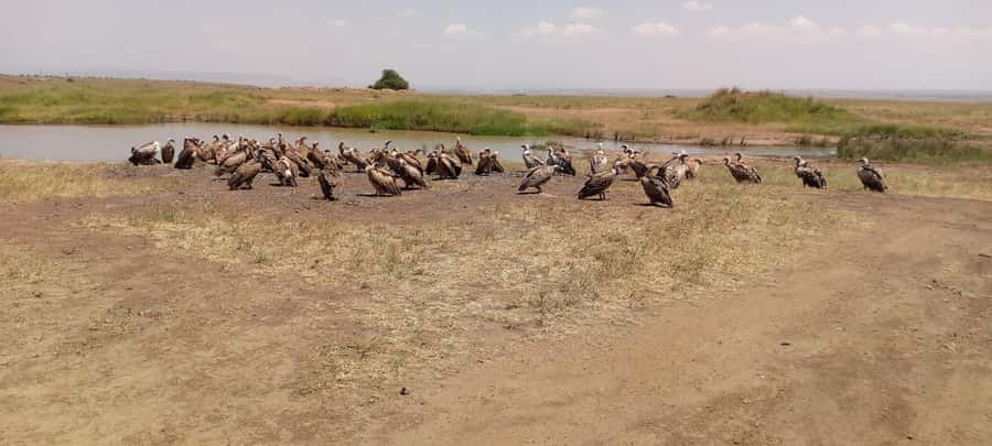 6hrs of Birdwatching in Nairobi National park - Six Details That Matter Before You Book
