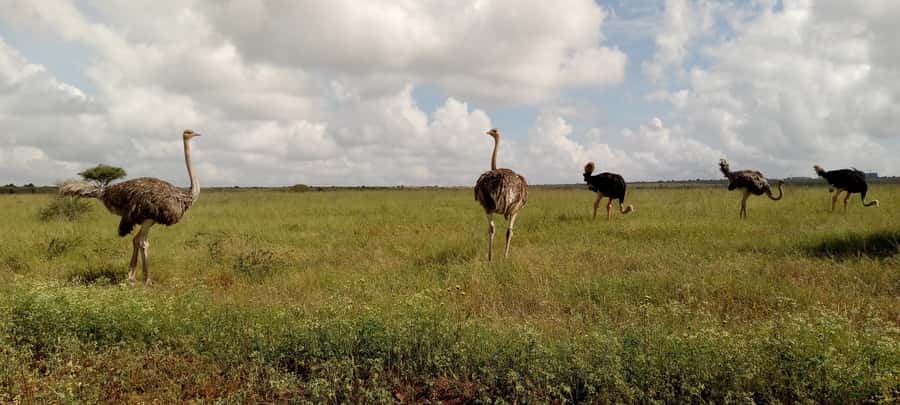 6hrs of Birdwatching in Nairobi National park - Grassland Searches for Bigger and More Visible Birds