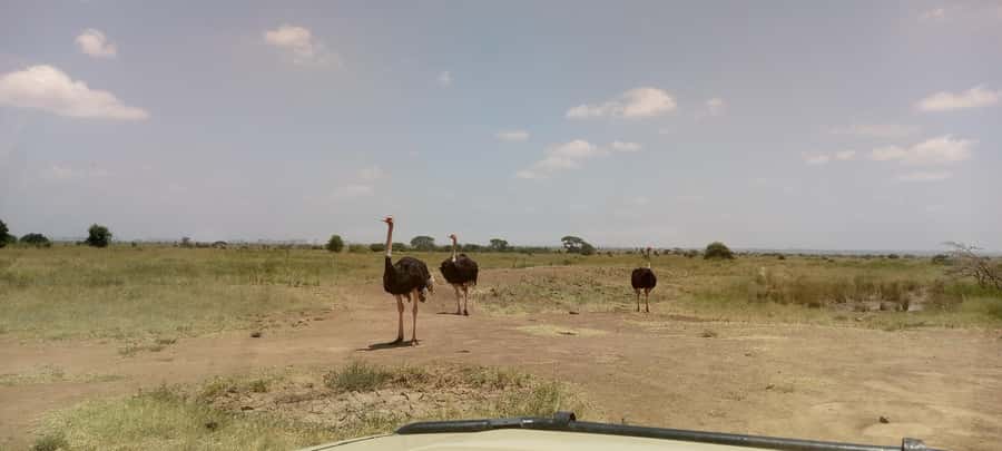 6hrs of Birdwatching in Nairobi National park - Short Walks and Breaks at Picnic Points
