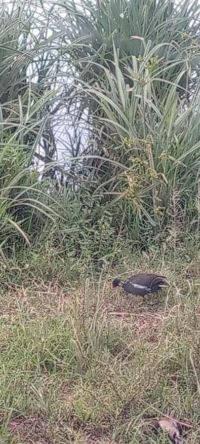 6hrs of Birdwatching in Nairobi National park - What the $450 Price Really Gets You