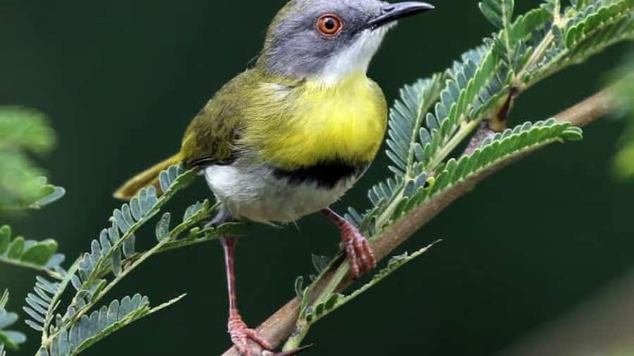 6hrs of Birdwatching in Nairobi National park - The Early Pickup and Ride Into the Park