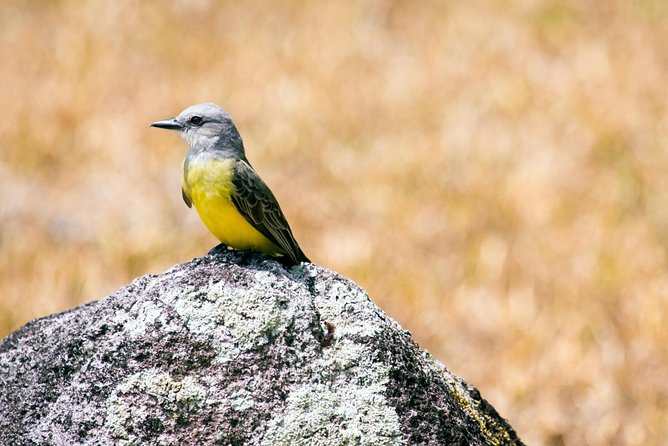 7 Hours Monkey Island and Nature Walk at Soberania National Park - Key things to know before booking