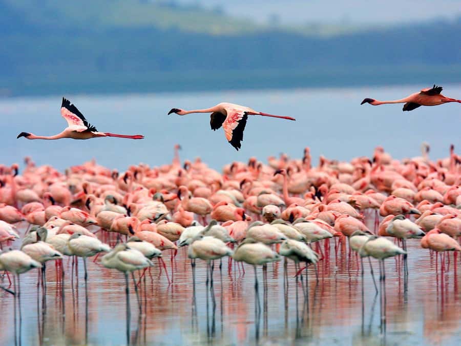 A day tour; Lake Nakuru national park& L. Naivasha Boat ride - The best parts at a glance
