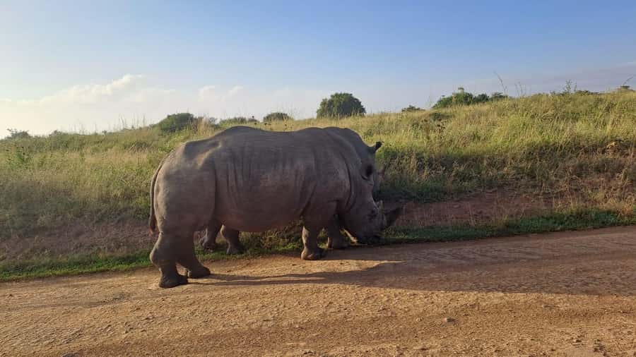 A day tour; Lake Nakuru national park& L. Naivasha Boat ride - A boat ride among hippos and eagles