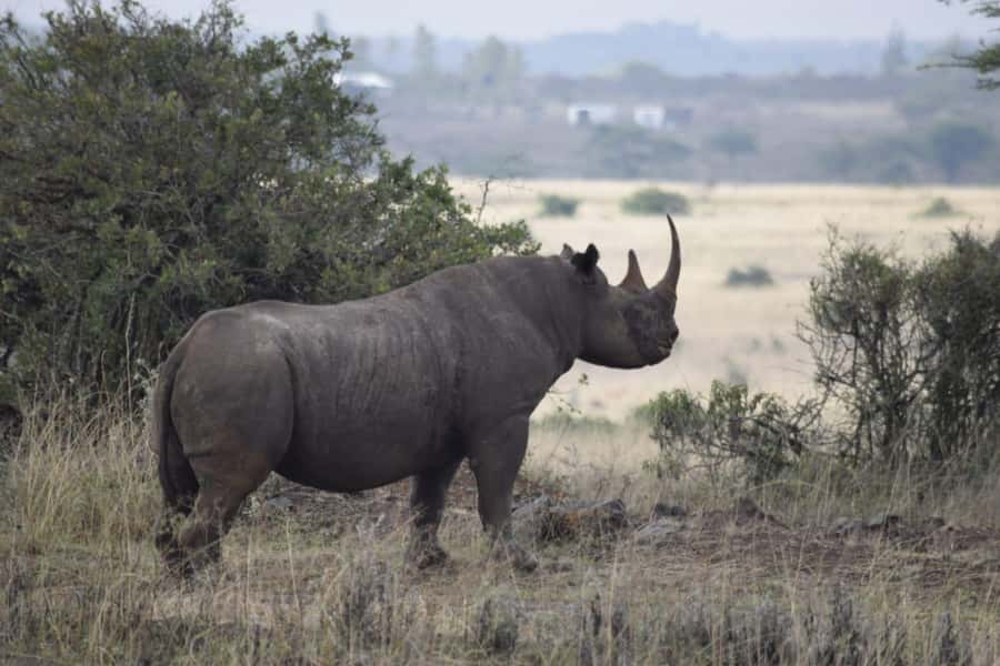 A day tour; Lake Nakuru national park& L. Naivasha Boat ride - How the day feels in practice