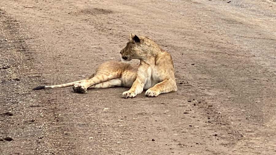A day tour; Lake Nakuru national park& L. Naivasha Boat ride - Service, reliability, and practical concerns