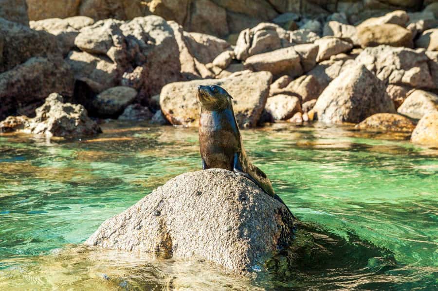 Abel Tasman National Park: Cruise and Hike Full-Day Tour - Key points at a glance