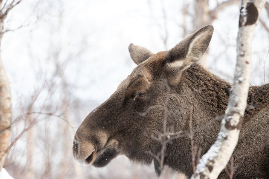 Abisko: Wilderness Snowshoe Hike - Learning to walk in snowshoes