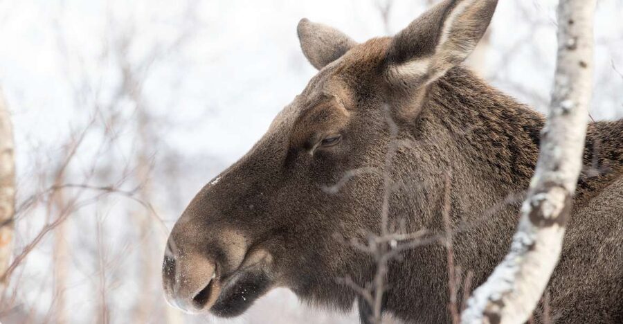 Abisko: Wilderness Snowshoe Hike - How good are the guides?