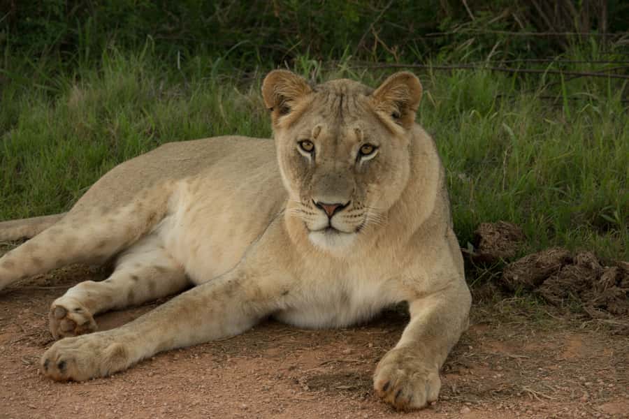 Addo Elephant National Park All Inclusive Full-Day Safari - Who should book this safari?