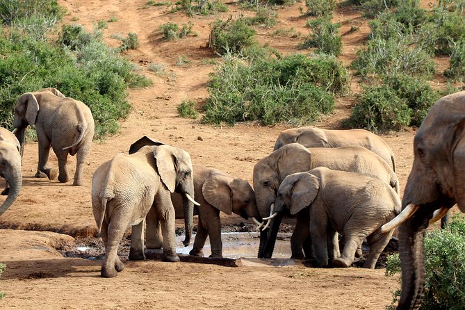 Addo Elephant National Park All Inclusive Full-Day Safari - The 4x4 ride: comfort without losing the safari feel