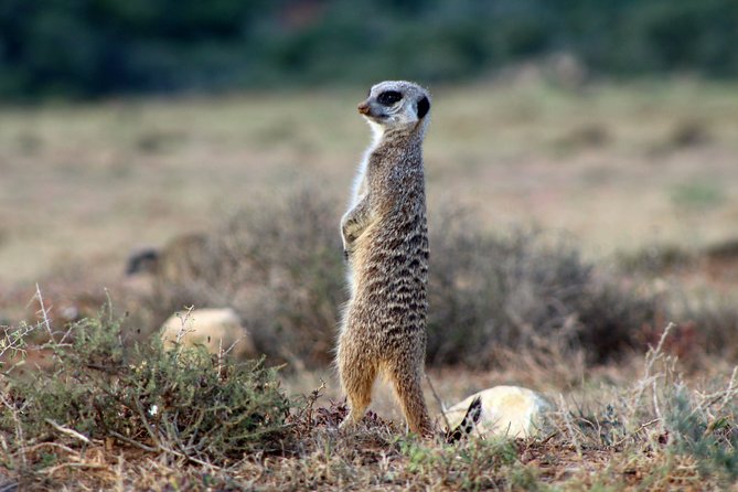 Addo Elephant National Park All Inclusive Full-Day Safari - Lunch inside the park