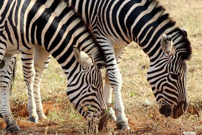 Addo Elephant National Park All Inclusive Full-Day Safari - The second three-hour game drive