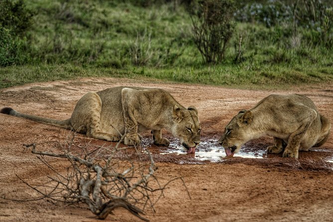 Addo Elephant National Park All Inclusive Full-Day Safari - What guides add to the experience