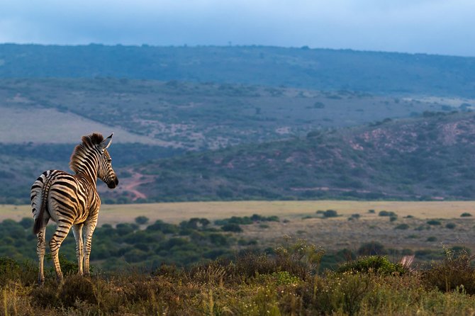Addo Elephant National Park All Inclusive Full-Day Safari - Is $186 good value?