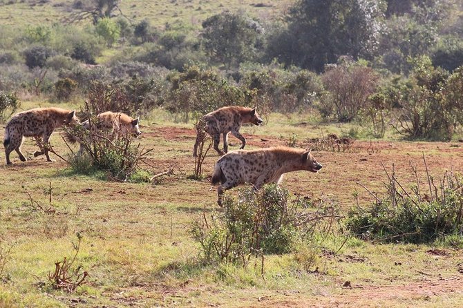 Addo Elephant National Park from Port Elizabeth - FD01 - The guides make the difference