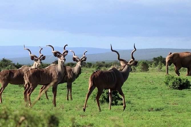 Addo Elephant National Park from Port Elizabeth - FD01 - Is $155.29 good value?