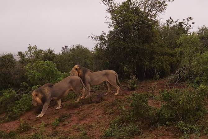Addo Elephant National Park Full Day Safari - Key points before you book