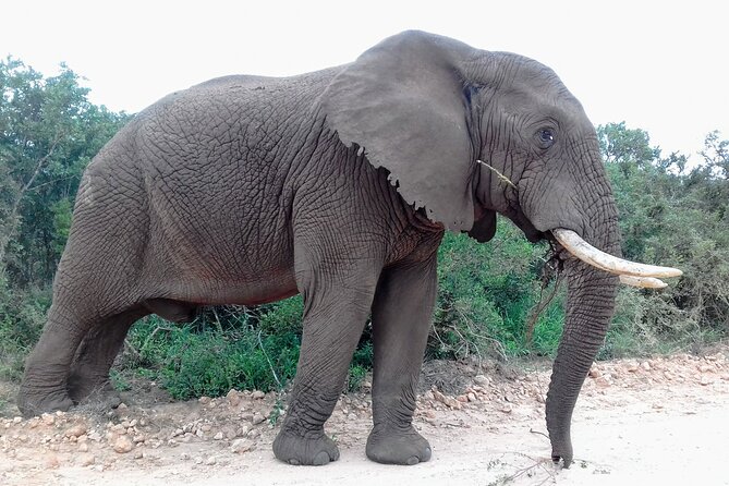 Addo Elephant National Park Full Day Safari - The park braai is a real strength of the tour