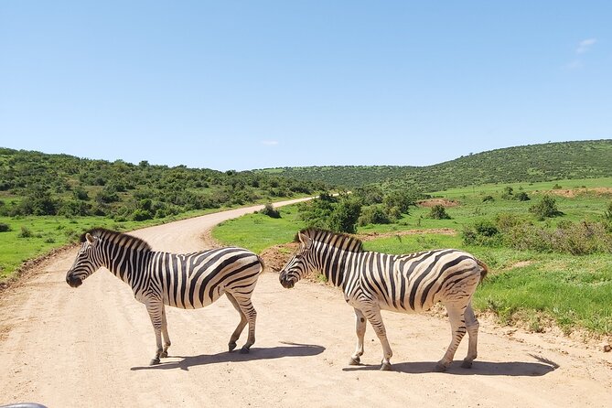 Addo Elephant National Park Full Day Safari - What wildlife sightings can you reasonably expect?