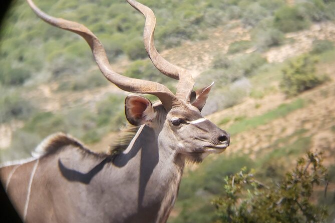 Addo Elephant National Park Full Day Safari - A closer look at the $169.66 value