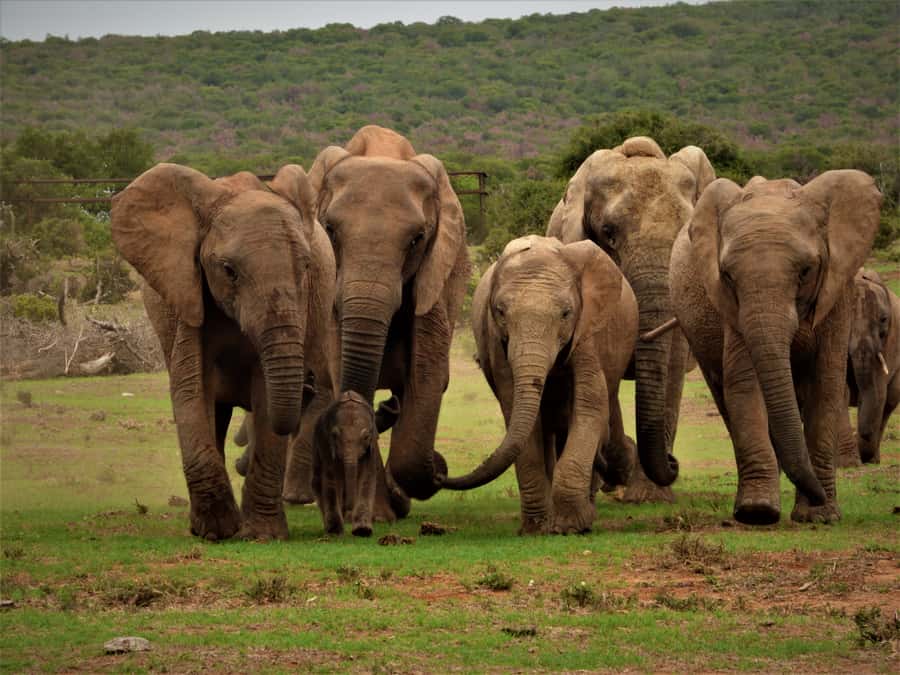 Addo Elephant National Park: Full-Day Safari Tour with Lunch - Key points before you book