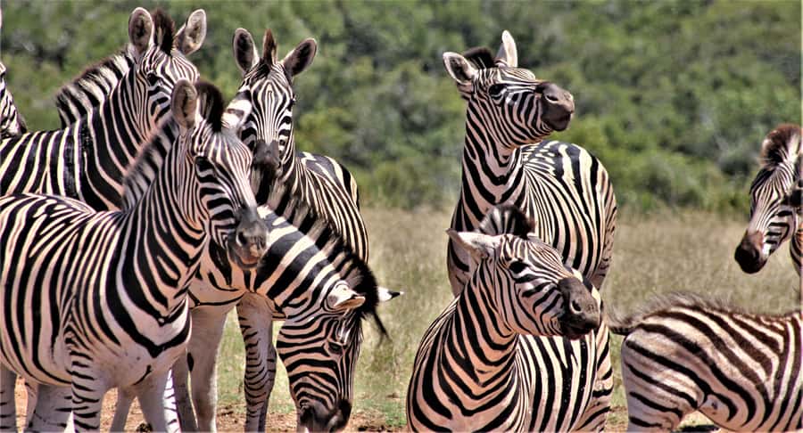 Addo Elephant National Park: Full-Day Safari Tour with Lunch - What this Addo safari is really offering