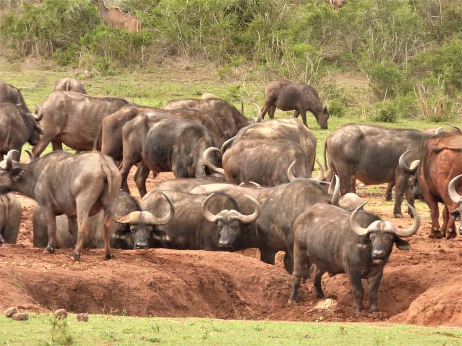 Addo Elephant National Park: Full-Day Safari Tour with Lunch - What to bring for nine hours outside