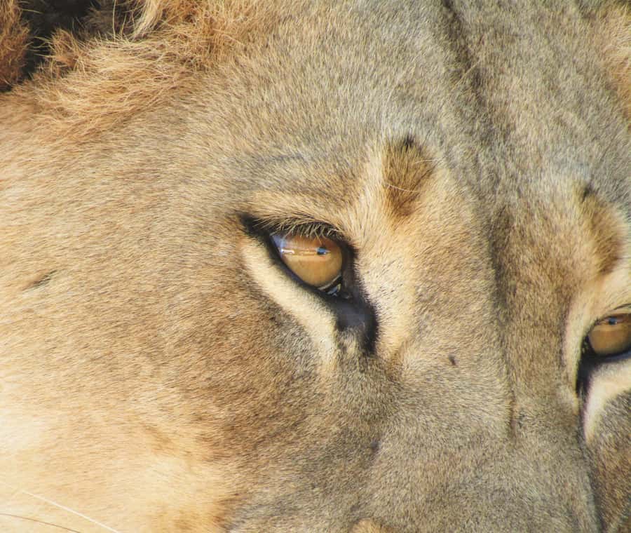 Addo Elephant National Park: Full-Day Safari Tour with Lunch - Who will enjoy this safari most