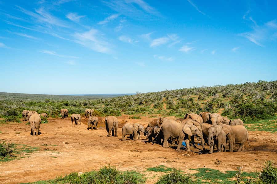 Addo Elephant National Park Full Day Safari with Braai Lunch - Key points before you book