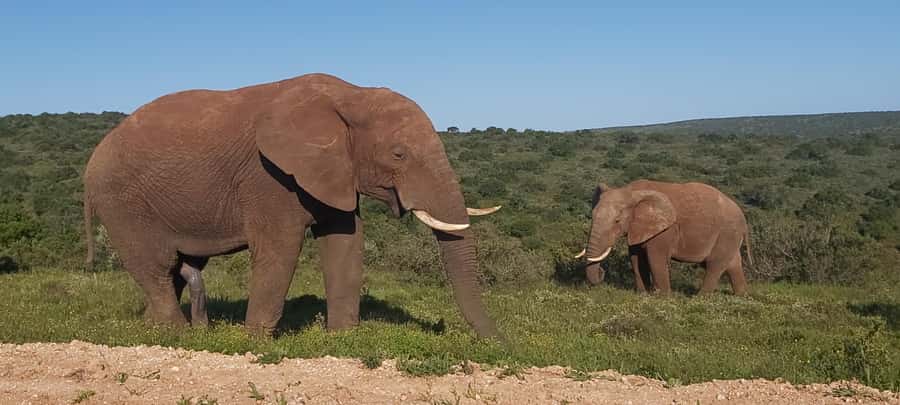 Addo Elephant National Park Full Day Safari with Braai Lunch - Starting from Port Elizabeth or Matyholweni Gate